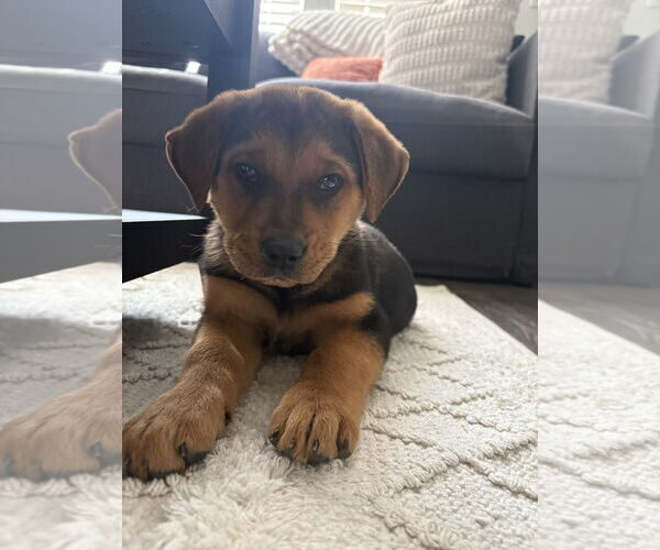 Medium Photo #2 Border-Aussie Puppy For Sale in MIDWAY, UT, USA