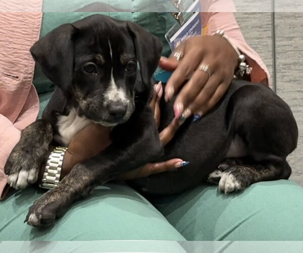 Medium Photo #5 Catahoula Leopard Dog-Unknown Mix Puppy For Sale in Sanford, FL, USA