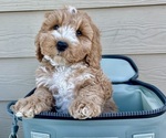 Small Photo #30 Australian Labradoodle Puppy For Sale in RICHLAND, WA, USA