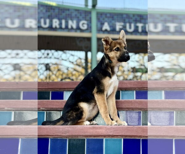 Medium Photo #6 Australian Shepherd-German Shepherd Dog Mix Puppy For Sale in PIPE CREEK, TX, USA