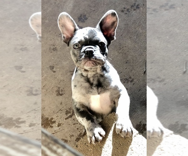 Medium Photo #1 French Bulldog Puppy For Sale in BUCKS BAR, CA, USA