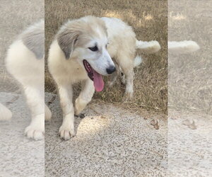 KitKat - Female Great Pyrenees Dog for Adoption - Photo #2