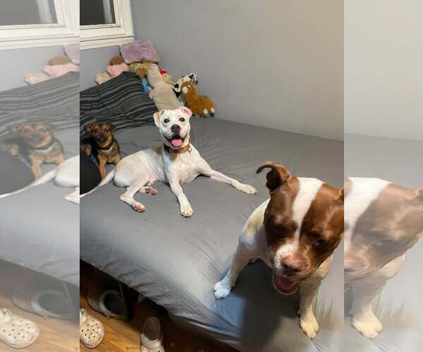 Medium Photo #6 Mutt Puppy For Sale in Woodbury, NY, USA