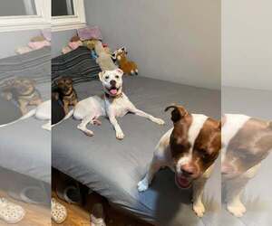 RAZOR - Male Mutt Dog for Adoption - Photo #6