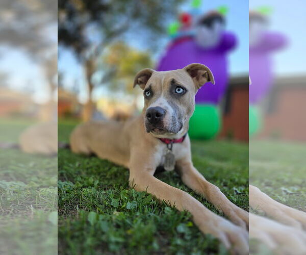Medium Photo #4 American Pit Bull Terrier-Unknown Mix Puppy For Sale in Belleville, MI, USA