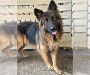 Medium German Shepherd Dog
