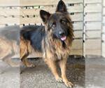 Small German Shepherd Dog