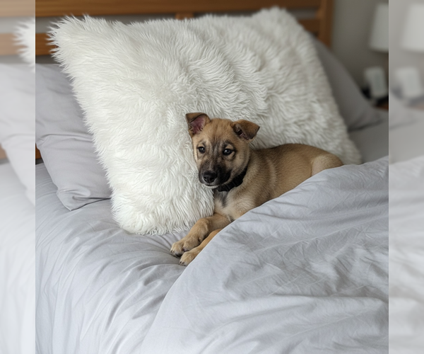 Medium Photo #2 Shepradors Puppy For Sale in MIDWAY, UT, USA