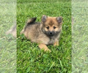 Pomeranian Puppy for sale in CANOGA, NY, USA