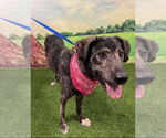 Small #3 Catahoula Leopard Dog-Plott Hound Mix