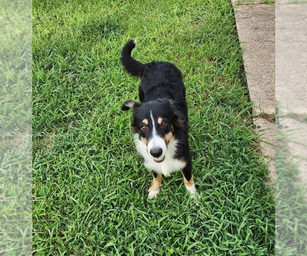Medium Photo #4 Miniature Australian Shepherd Puppy For Sale in WILLS POINT, TX, USA