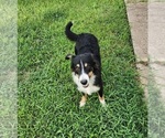 Small #3 Miniature Australian Shepherd