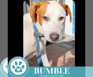 Labrador Retriever-Unknown Mix Dogs for adoption in Kimberton, PA, USA