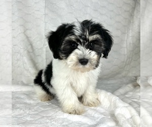 Maltipoo Puppy for sale in FRANKLIN, IN, USA