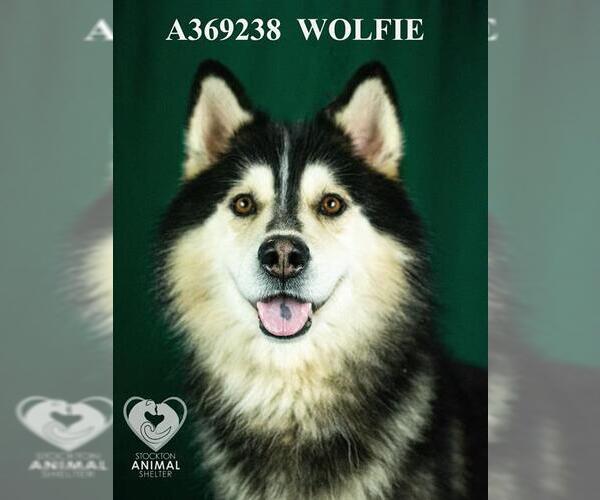 Medium Photo #1 Siberian Husky Puppy For Sale in Stockton, CA, USA