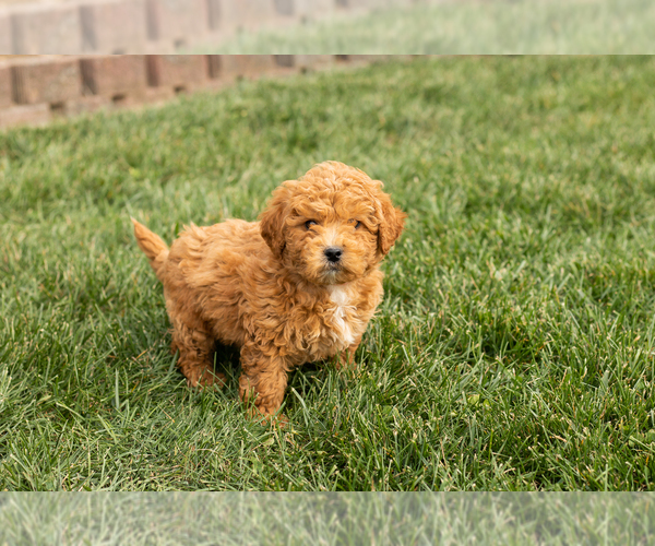 Medium Photo #3 Cock-A-Poo-Goldendoodle Mix Puppy For Sale in TOPEKA, IN, USA