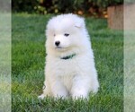 Small #4 Samoyed
