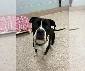 Boxer-Unknown Mix Dogs for adoption in Brighton, CO, USA