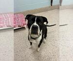 Small Boxer Mix