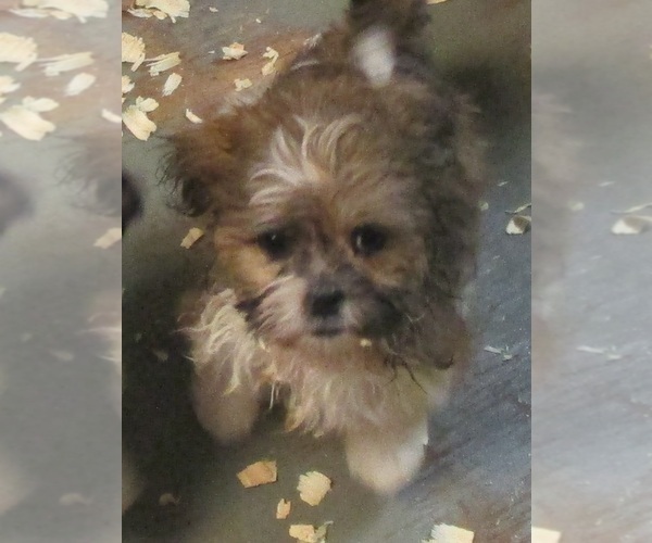 Medium Photo #25 Shih Tzu Puppy For Sale in CARROLLTON, GA, USA