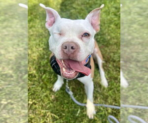 Mutt Dogs for adoption in Rockville, MD, USA