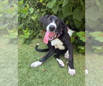 Small Labrador Retriever Mix