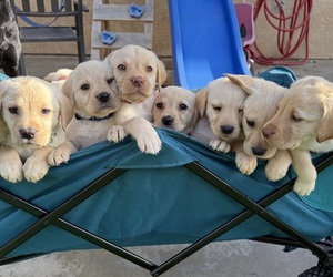 Labrador Retriever Puppy for sale in BEAUMONT, CA, USA