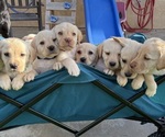 Small Labrador Retriever