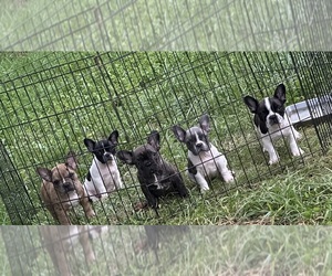 French Bulldog Puppy for sale in GALENA, MO, USA