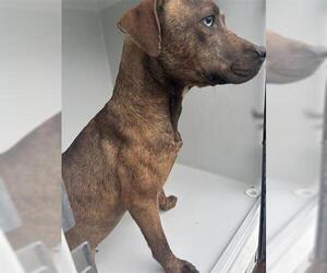 Labrador Retriever-Unknown Mix Dogs for adoption in Houston, TX, USA