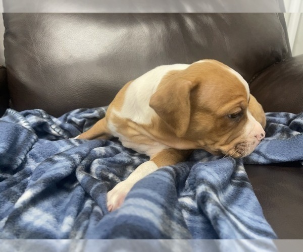 Medium Photo #119 American Bully Puppy For Sale in REESEVILLE, WI, USA