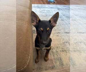 Mutt Dogs for adoption in Mechanicsburg, PA, USA