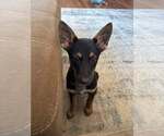 Small Mutt