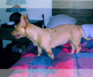 Mia, A Corgi-Dachshund mix - Female Dachshund-Unknown Mix Dog for Adoption - Photo #3