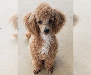 Father of the Poodle (Toy) puppies born on 03/05/2025