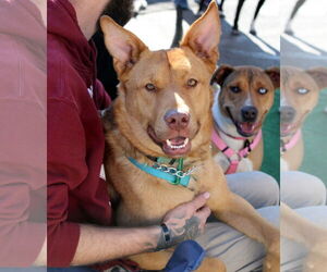 Mutt Dogs for adoption in Yuba City, CA, USA