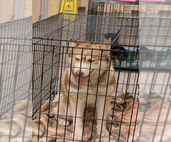 Medium Photo #1 Siberian Husky-Unknown Mix Puppy For Sale in Texas City, TX, USA