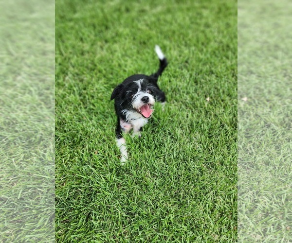 Medium Photo #2 Mutt Puppy For Sale in Grafton, WI, USA
