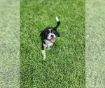 Small #1 Mutt