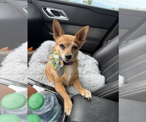Abbie - Female Chihuahua-Unknown Mix Dog for Adoption - Photo #3