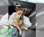 Small Photo #3 Chihuahua-Unknown Mix Puppy For Sale in Phoenix, AZ, USA