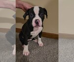 Puppy Blair American Bulldog