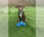 Small Labrador Retriever Mix