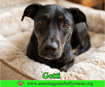 Small #2 Rottweiler-American Pit Bull Terrier
