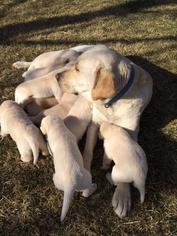 Mother of the Labrador Retriever puppies born on 03/01/2018