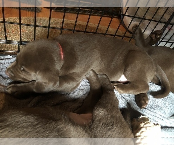 Medium Photo #1 Labrador Retriever Puppy For Sale in MAULDIN, SC, USA
