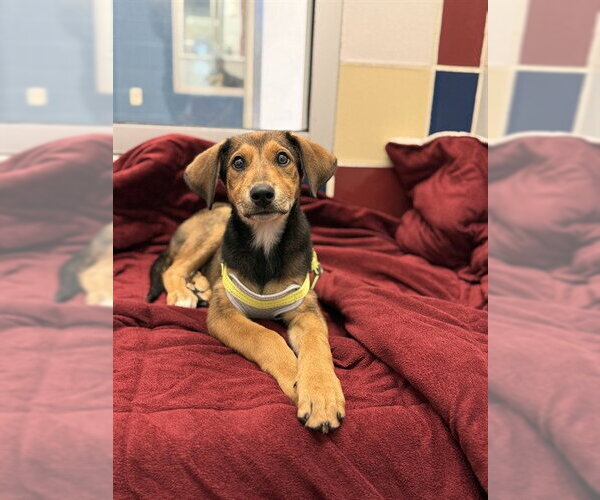 Medium Photo #1 English Coonhound-Unknown Mix Puppy For Sale in Plano, TX, USA