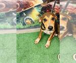 Small Redbone Coonhound