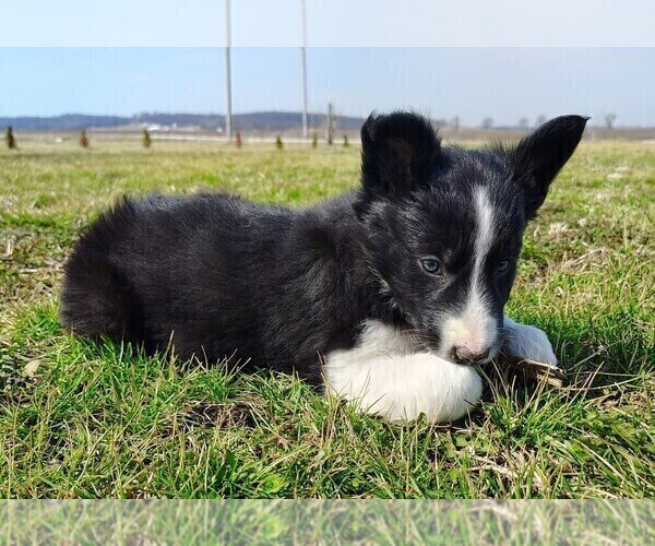 Medium Photo #8 Border Collie Puppy For Sale in NORBORNE, MO, USA