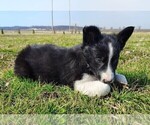 Small #7 Border Collie